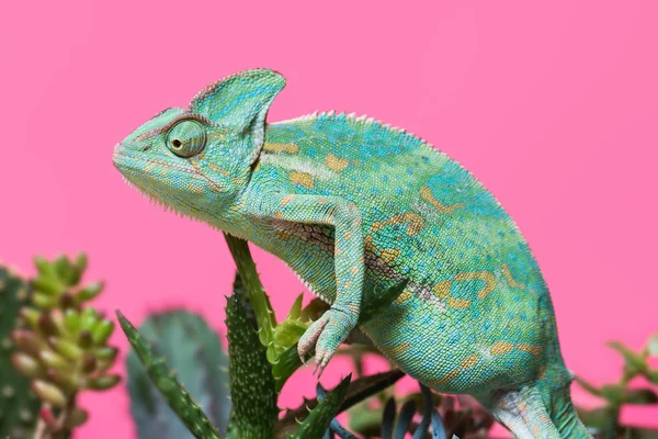 Seitenansicht des lustigen tropischen Chamäleons, das auf Sukkulenten kriecht, isoliert auf rosa — Stockfoto