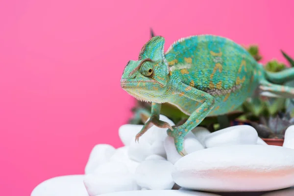 Schöne exotische Chamäleon kriechen auf Steinen isoliert auf rosa — Stockfoto