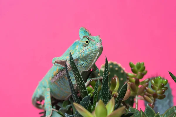 Vista de cerca del camaleón arrastrándose sobre suculentas aisladas en rosa - foto de stock