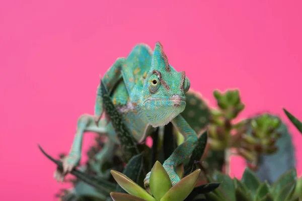 Nahaufnahme eines wunderschönen tropischen Chamäleons, das auf Sukkulenten krabbelt, isoliert auf rosa — Stockfoto