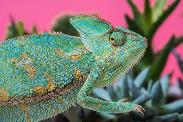 Side view of cute chameleon on succulents on pink — Stock Photo