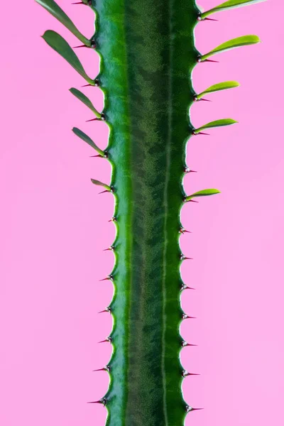 Крупным планом вид красивого зеленого суккулентного растения с шипами и листьями, изолированными на розовом — стоковое фото