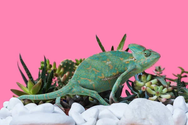 Side view of cute exotic chameleon crawling on stones and succulents isolated on pink — Stock Photo