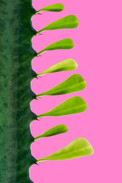 Close-up view of beautiful green cactus isolated on pink — Stock Photo
