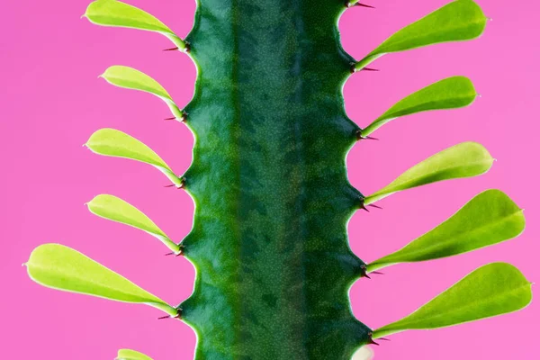 Hermoso cactus verde con espinas y hojas aisladas en rosa - foto de stock