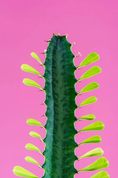 Close-up view of beautiful green cactus with thorns and leaves isolated on pink — Stock Photo