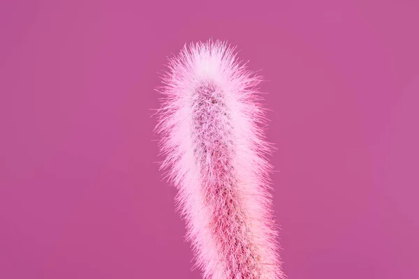 Vista de cerca de hermoso cactus rosa con espinas aisladas en rosa - foto de stock