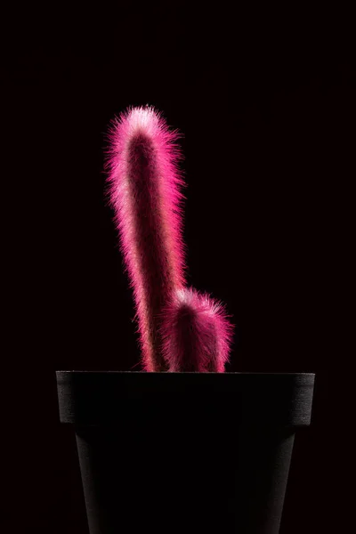 Close-up view of beautiful pink cactuses in pot isolated on black — Stock Photo