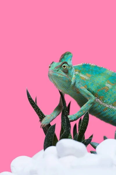 Schöne bunte exotische Chamäleon kriecht auf Steinen mit Sukkulenten isoliert auf rosa — Stockfoto