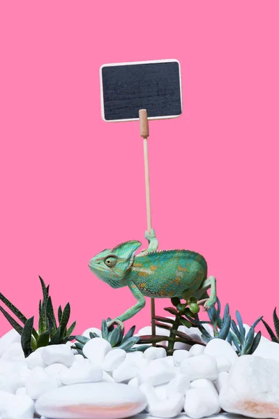 Belo camaleão exótico rastejando sobre pedras e suculentas, sinal em branco isolado em rosa — Fotografia de Stock