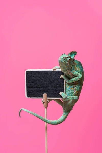 Caméléon tropical rampant sur un tableau blanc isolé sur rose — Photo de stock