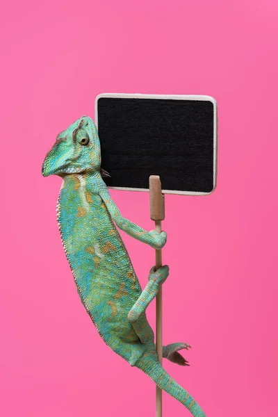 Cute colorful chameleon crawling on blank board isolated on pink — Stock Photo