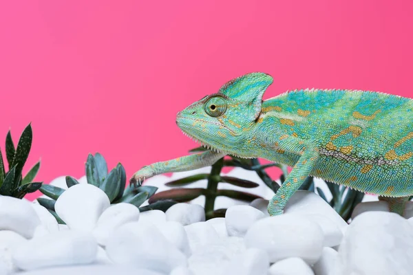 Close-up view of cute colorful chameleon on stones with succulents isolated on pink — Stock Photo