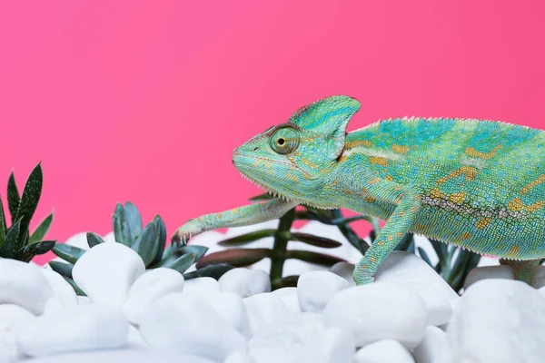 Primo piano vista di carino camaleonte colorato su pietre con succulente isolato su rosa — Foto stock