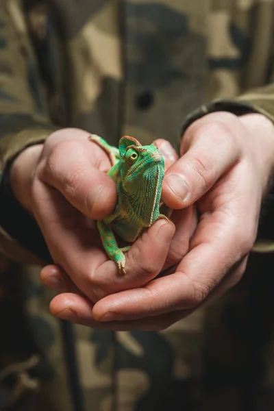 Close-up partial view of man holding beautiful colorful chameleon — Stock Photo