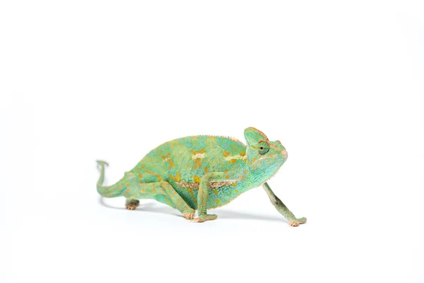 Colorful tropical chameleon crawling isolated on white — Stock Photo