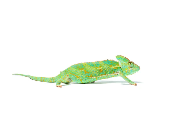 Vista lateral de hermoso camaleón tropical colorido aislado en blanco - foto de stock