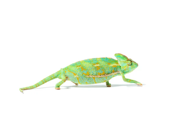 Vue rapprochée du magnifique caméléon tropical coloré isolé sur blanc — Photo de stock