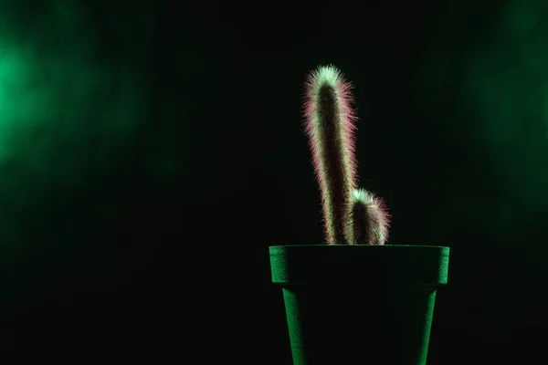 Beautiful cactuses in green pot in darkness — Stock Photo