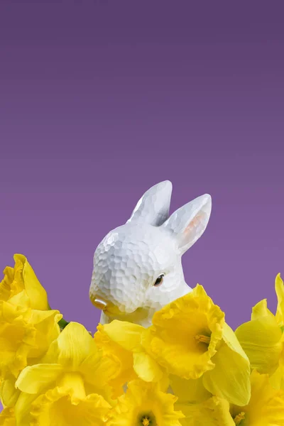 Conejito de Pascua con narcisos amarillos aislados en violeta - foto de stock