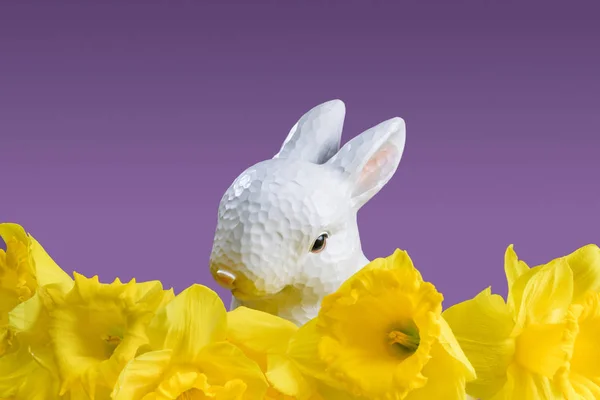 Lapin de Pâques aux jonquilles jaunes isolé sur violet — Photo de stock