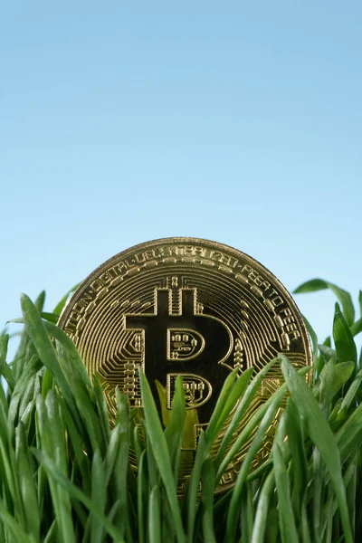 Закрыть вид на золотой биткоин и зеленую траву, изолированную от синего — стоковое фото