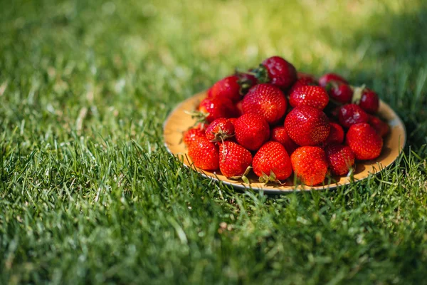 Căpșuni proaspete pe iarbă — Fotografie, imagine de stoc