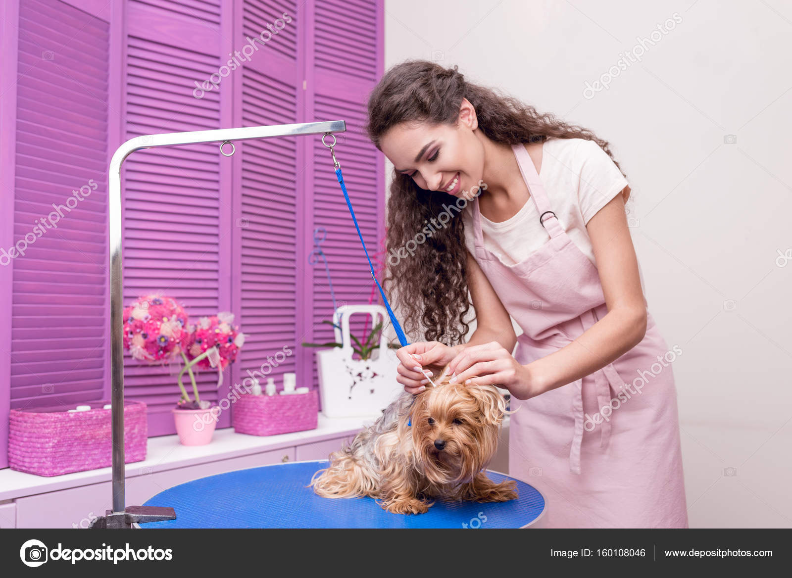 Groomer cleaning dog ears — Stock Photo © AllaSerebrina 160108046