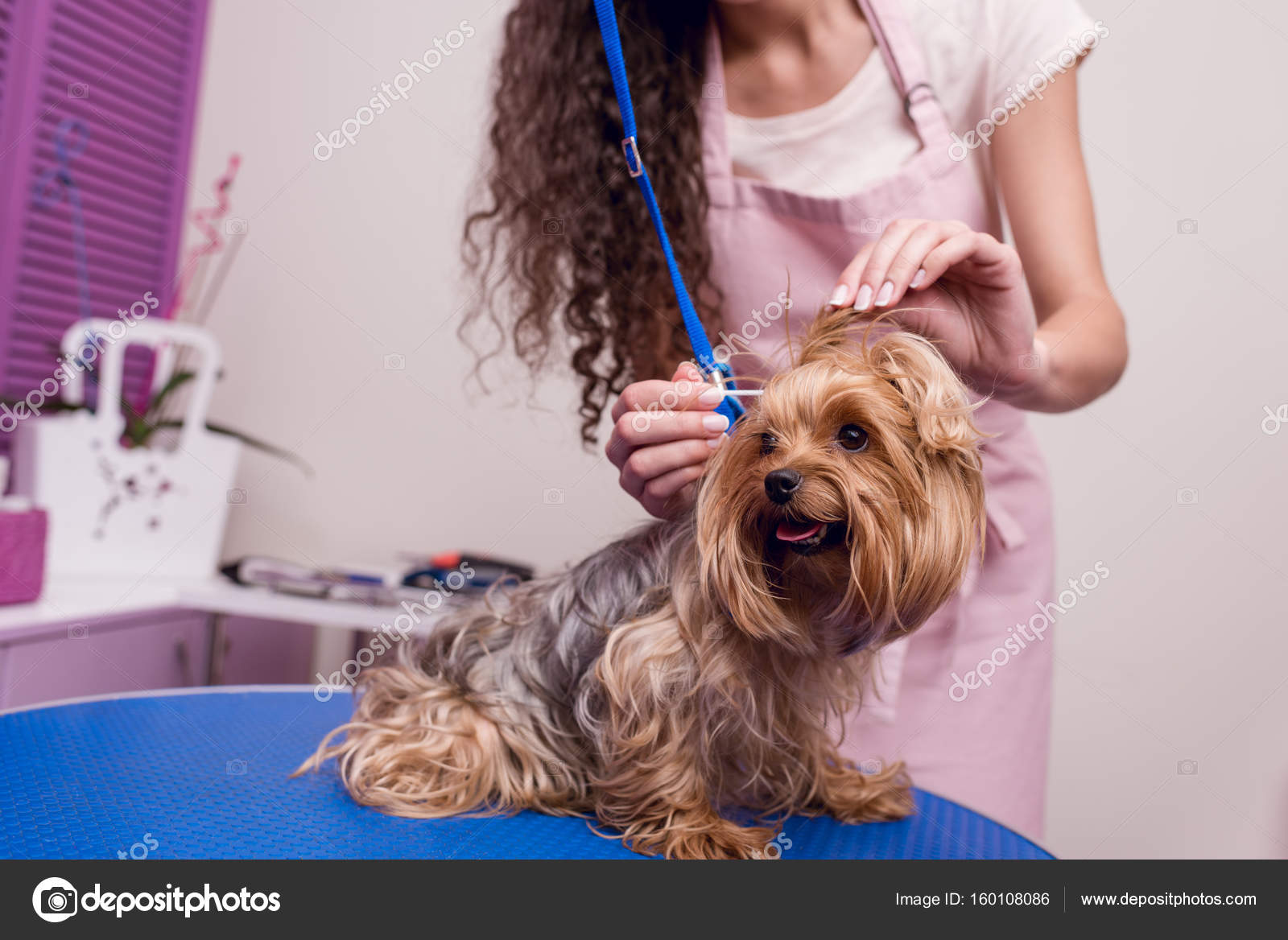 Groomer cleaning dog ears Stock Photo by ©AllaSerebrina 160108086