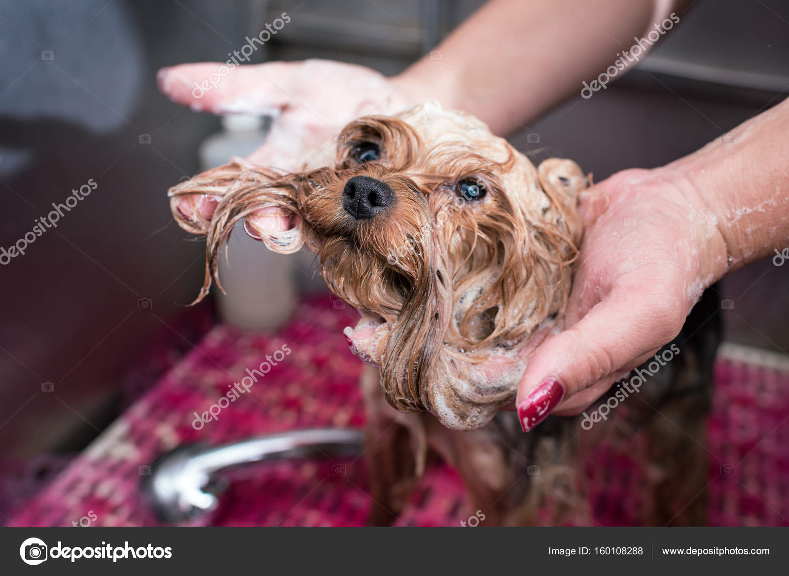Groomer washing dog Stock Photo by ©AllaSerebrina 160108288