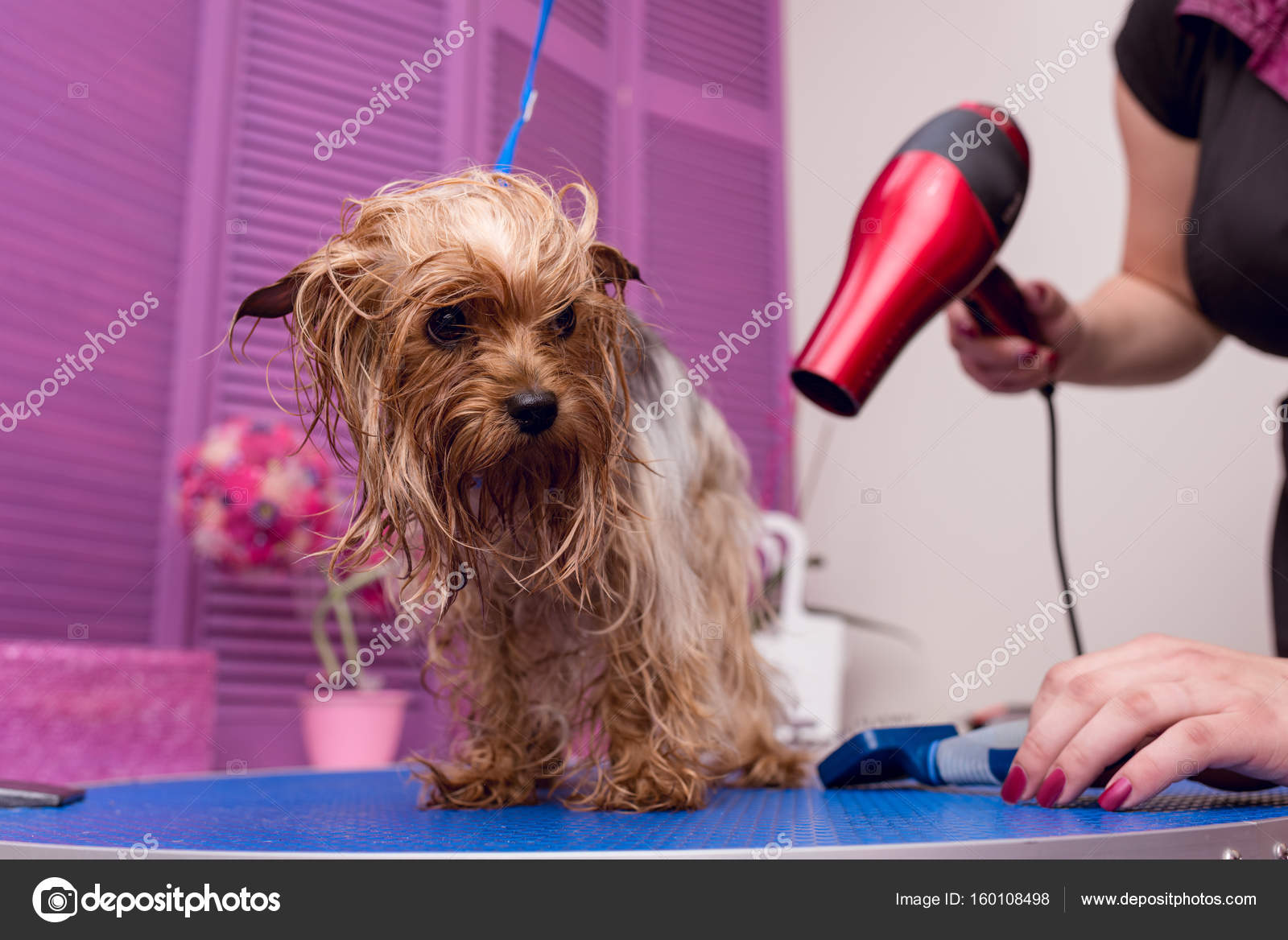 Groomer drying dog — Stock Photo © AllaSerebrina 160108498