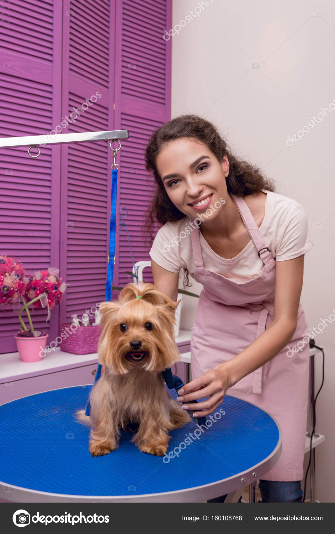 groomer-grooming-dog-stock-photo-allaserebrina-160108768