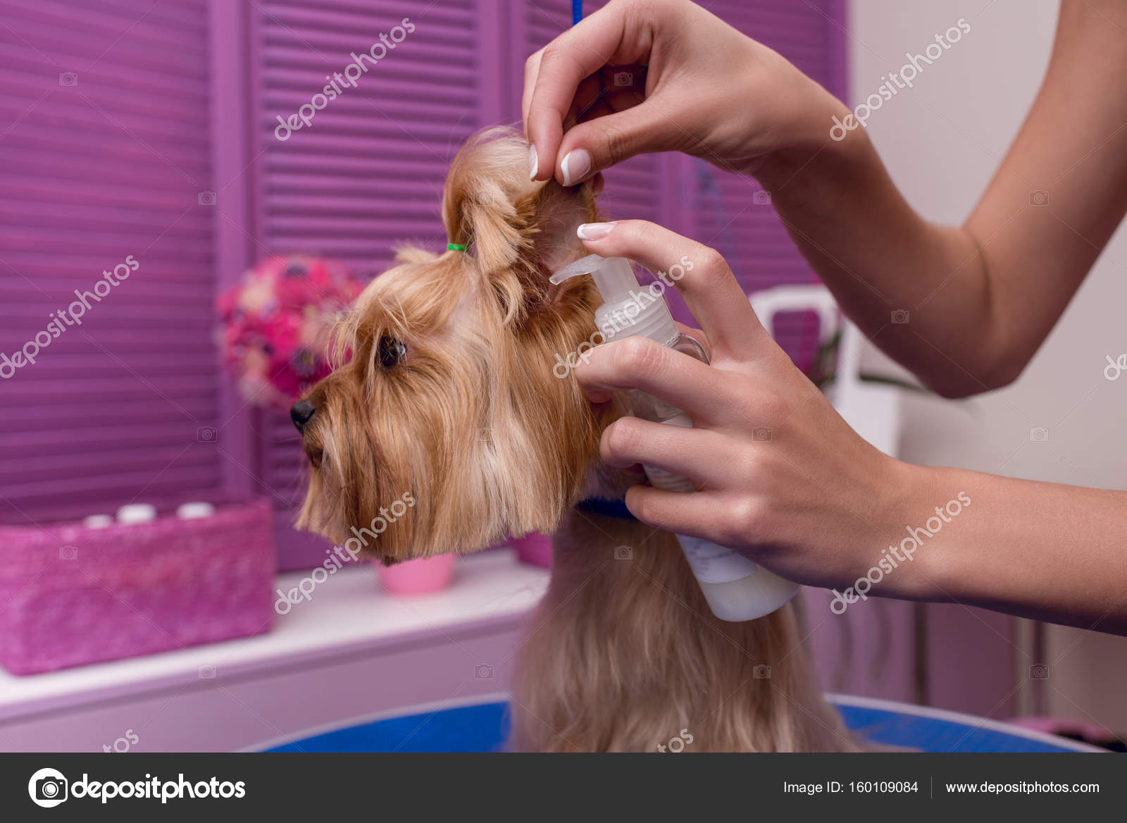 Groomer grooming dog — Free Stock Photo © AllaSerebrina 160109084