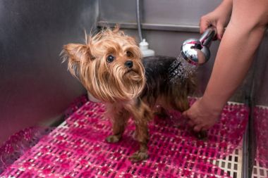 damat çamaşır köpek