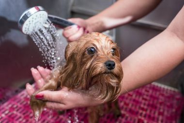 groomer washing dog clipart