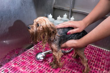 damat çamaşır köpek