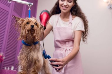 damat kurutma köpek