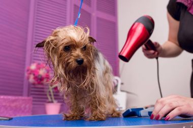 groomer drying dog clipart