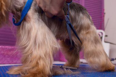 groomer grooming dog clipart