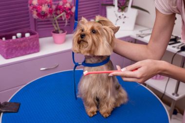 damat damat köpek