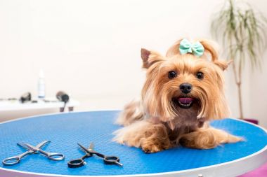 yorkshire terrier dog in pet salon clipart