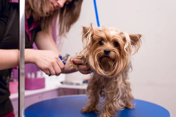 Groomer oporządzanie konia yorkshire terrier — Zdjęcie stockowe