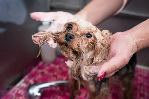 Groomer washing dog — Stock Photo, Image