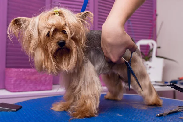 Groomer grooming dog — Stock Photo, Image