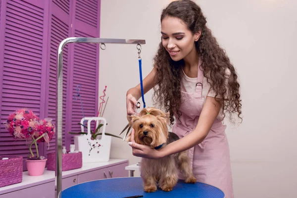 Grooming hond groomer — Stockfoto