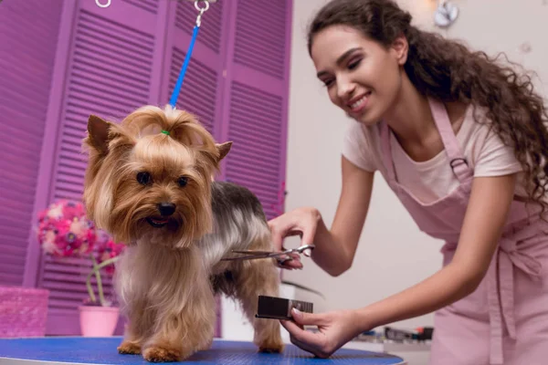 Grooming hond groomer — Stockfoto