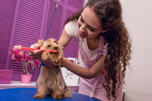 грумерная собака
