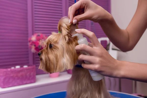 Groomer grooming cão — Fotografia de Stock Grátis