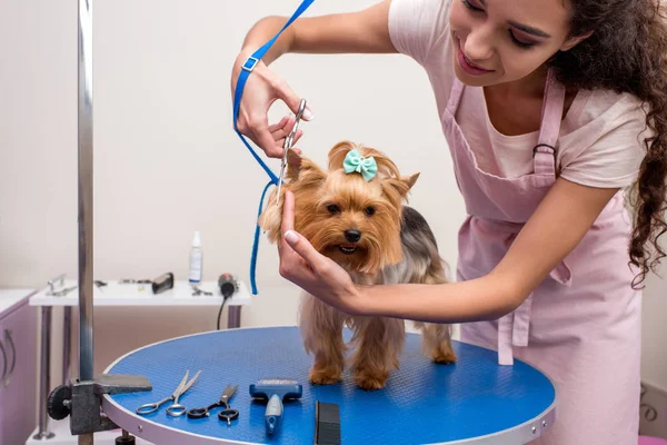 Groomer grooming cão — Fotografia de Stock