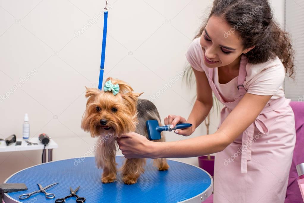 groomer grooming dog